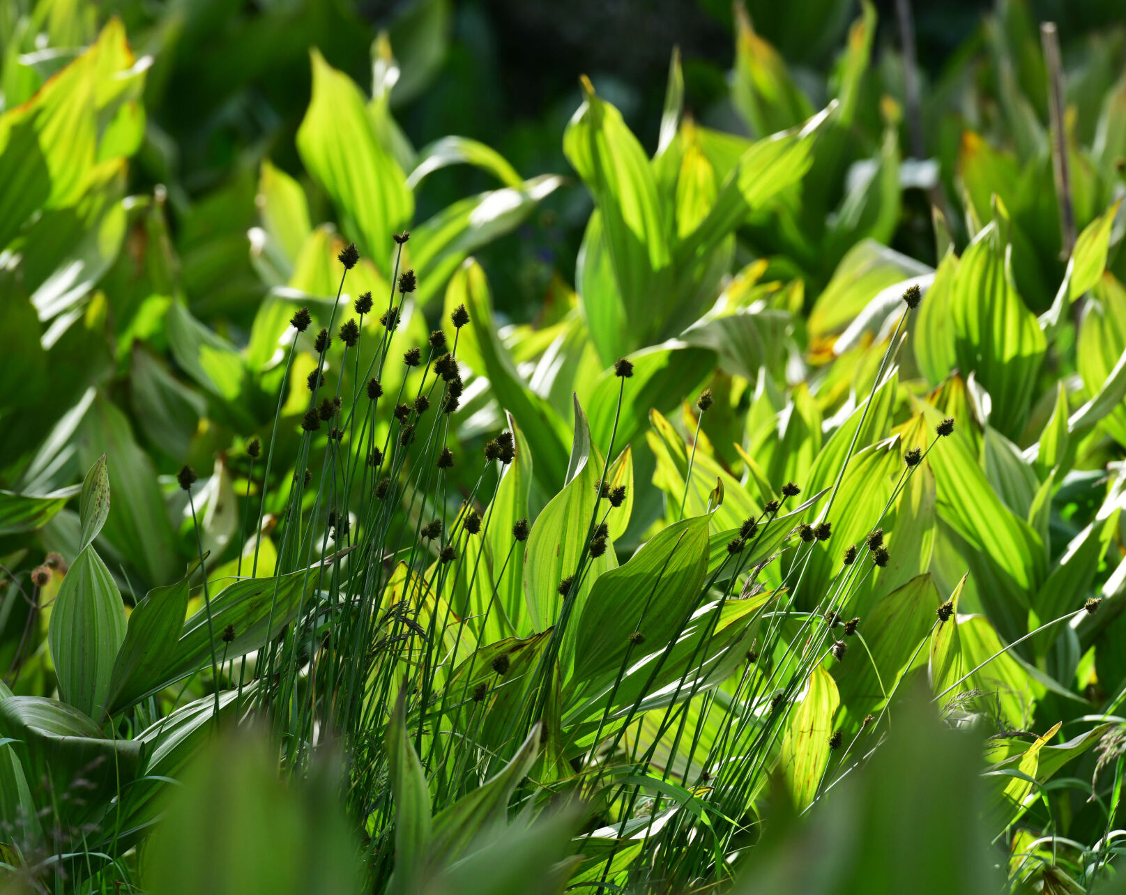 072420-news-wildflowers 11.JPG